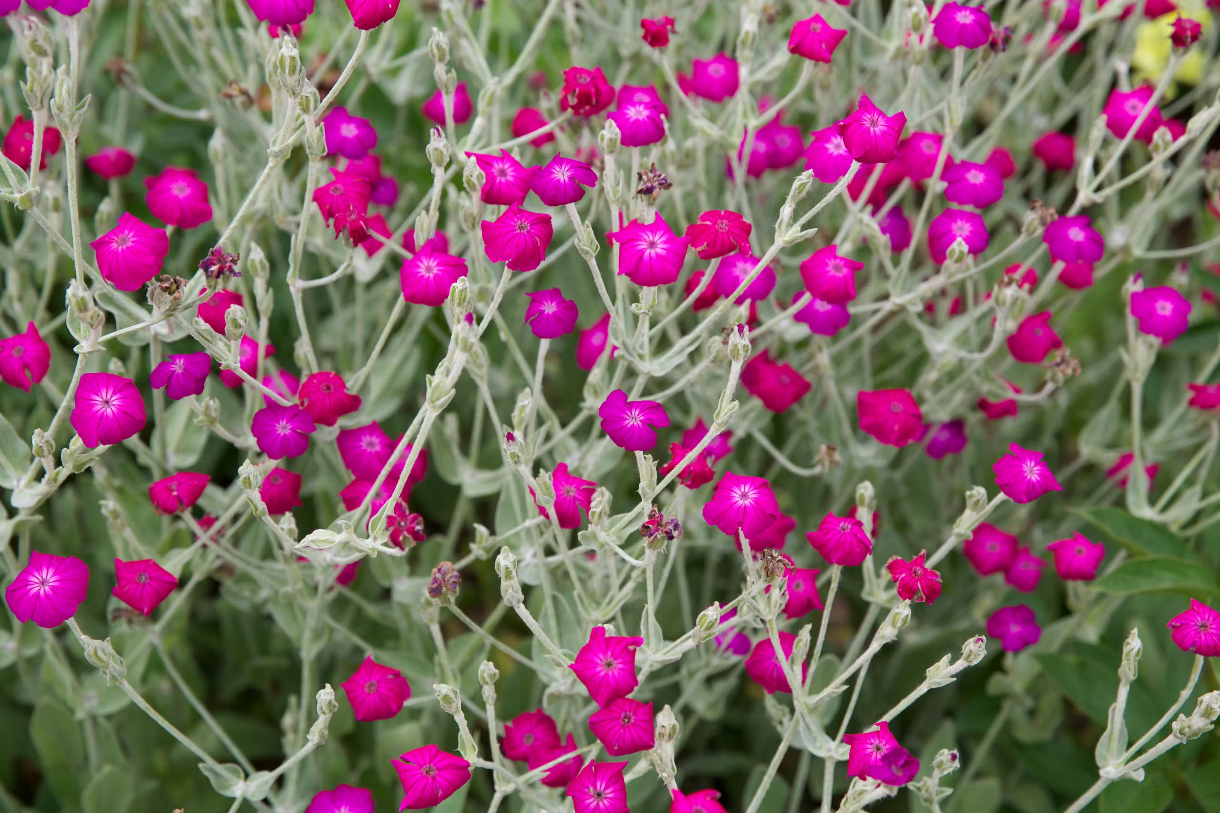 Rose Campion
