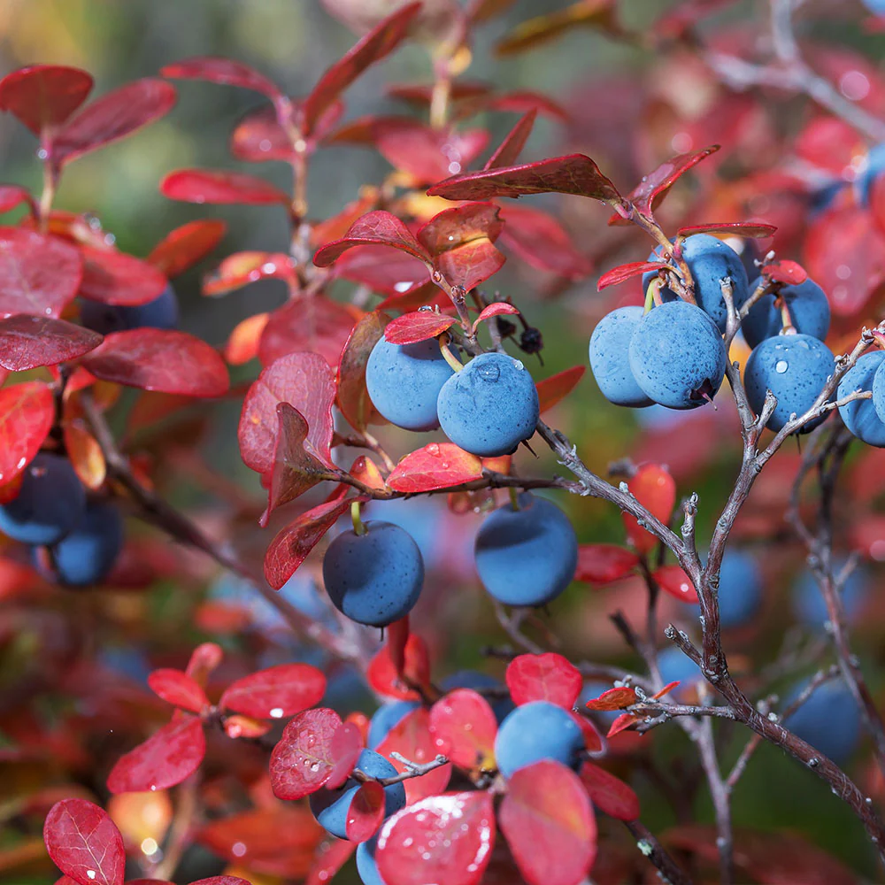 Legacy Blueberry