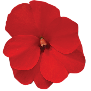 Sunpatiens Compact Electric Orange