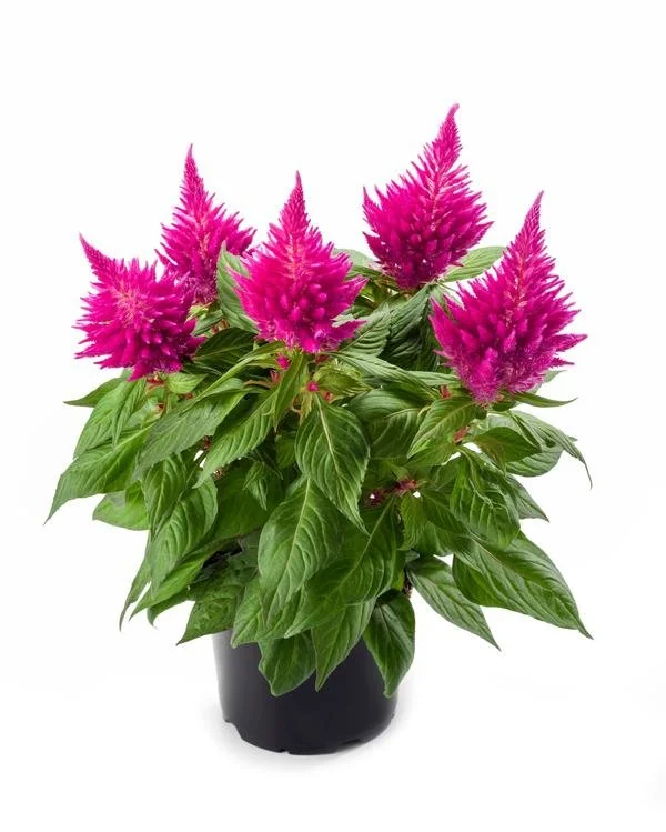 Celosia Fire Pink