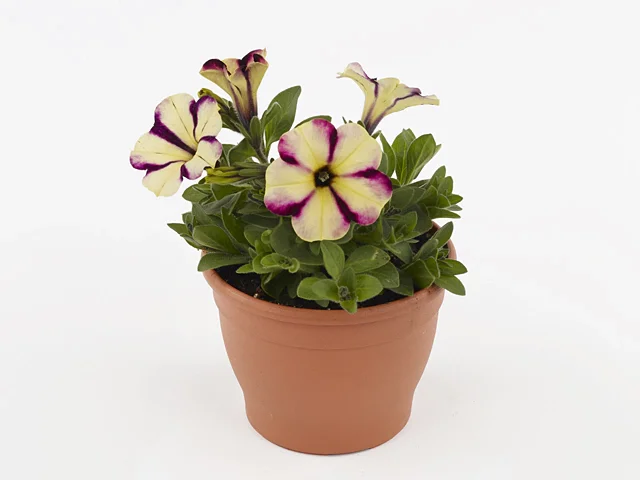 Petunia Headliner Banana Cherry