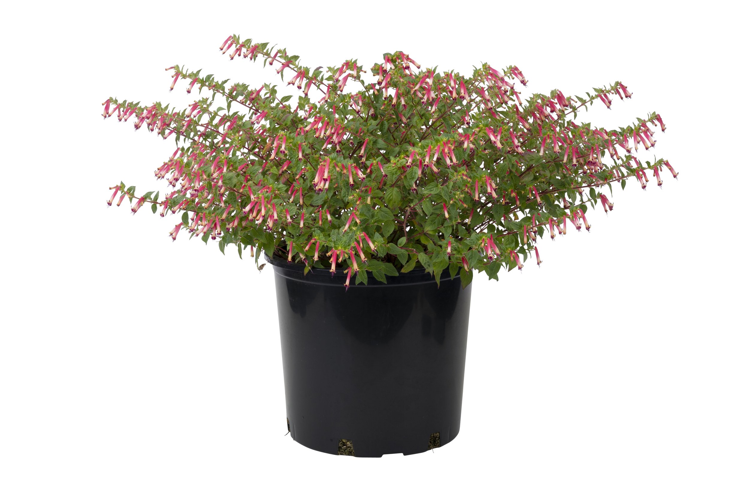 Cuphea Hyb Hummingbird's Lunch