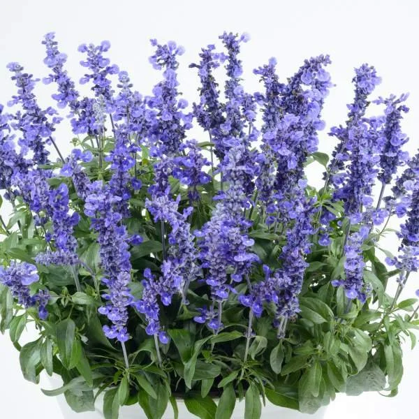 Salvia Sallyfun Deep Ocean