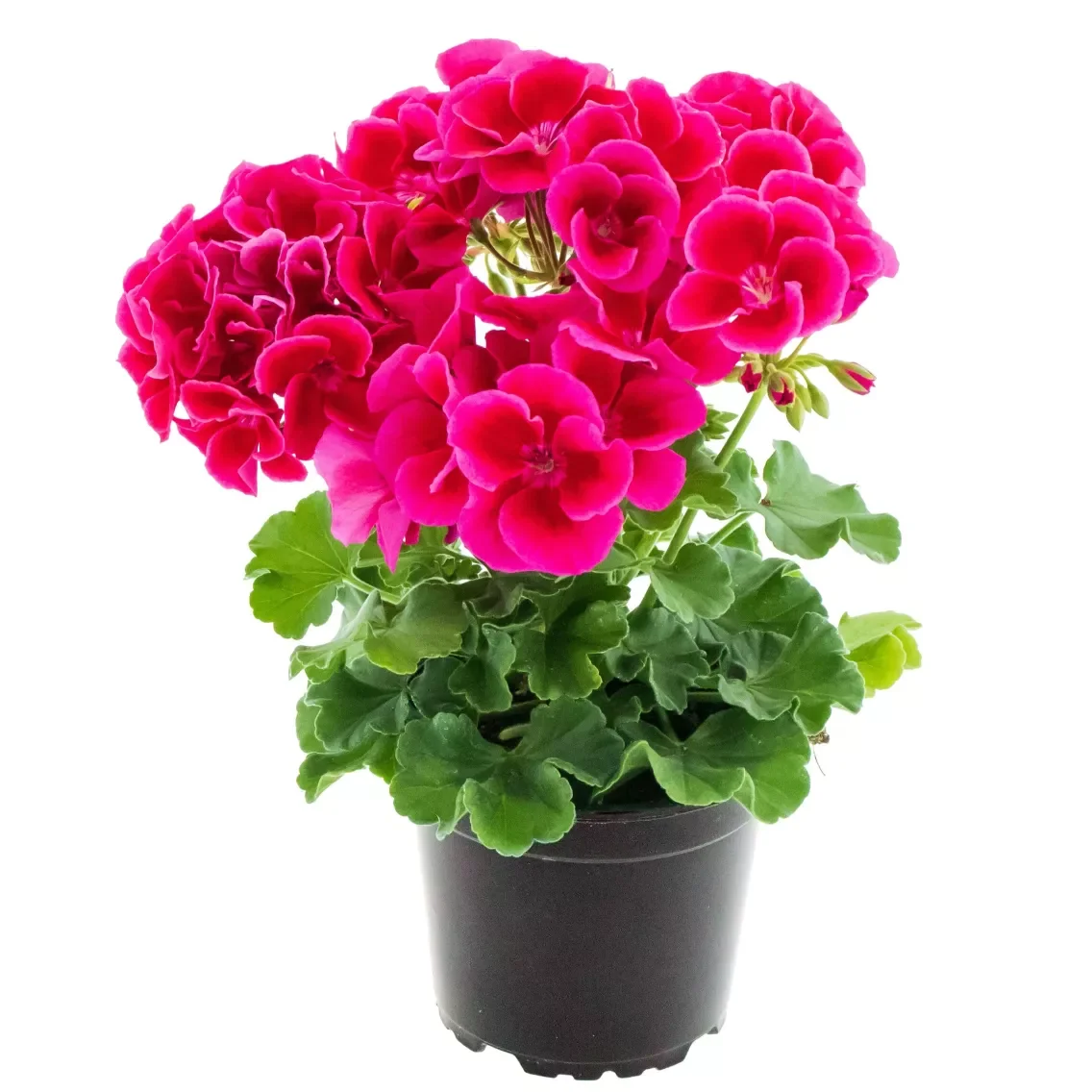 Geranium Calliope Med Crimson Flame