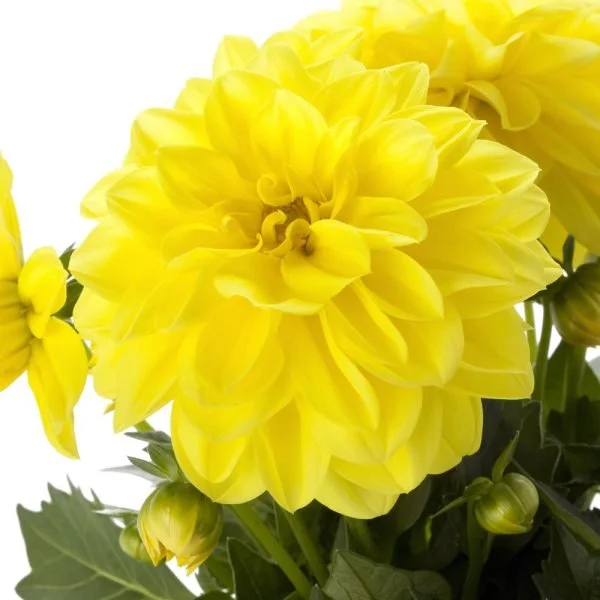 Dahlia Dahlietta Julia