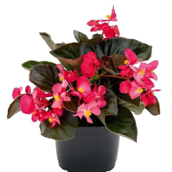 Begonia BIG Rose with BL