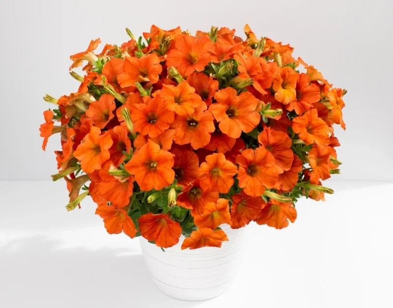 Petunia Inferno the Orange!