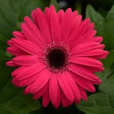 Gerbera Revolution Select Mix