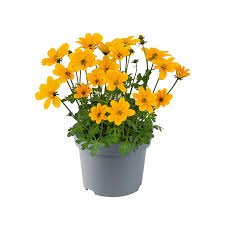 Bidens Golden Empire