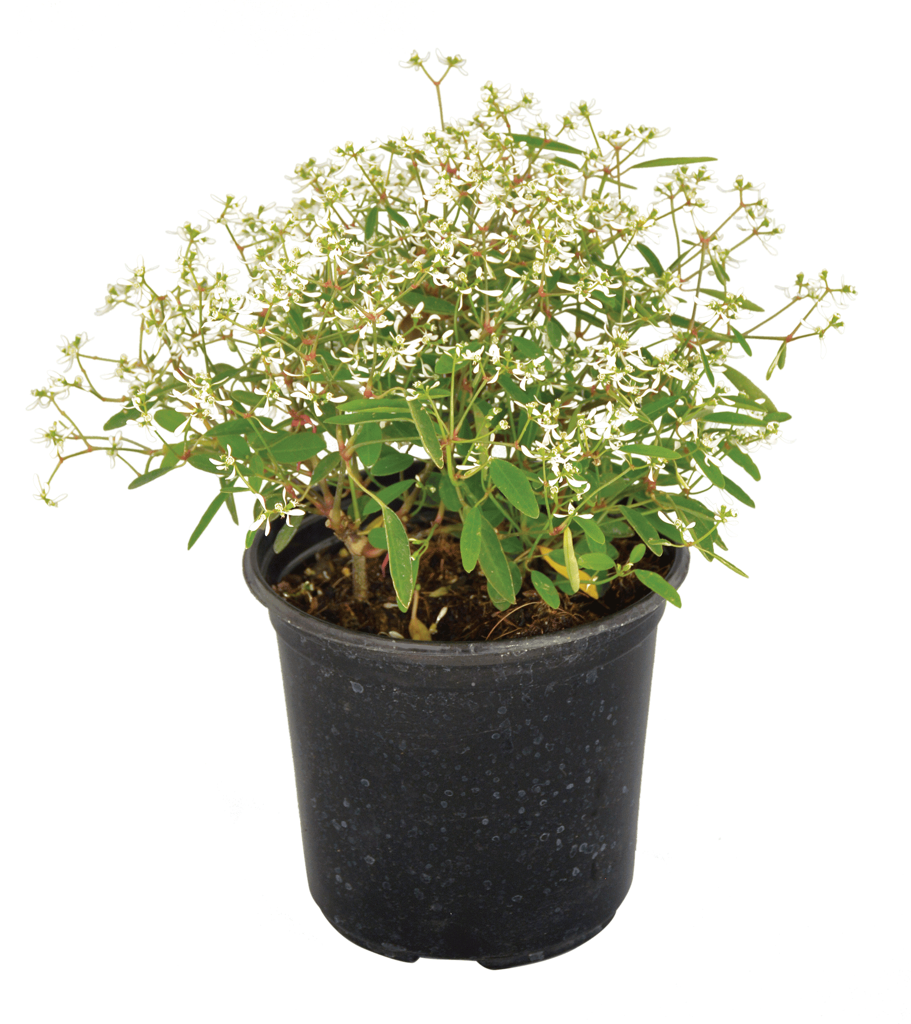 Euphorbia Diamond Frost