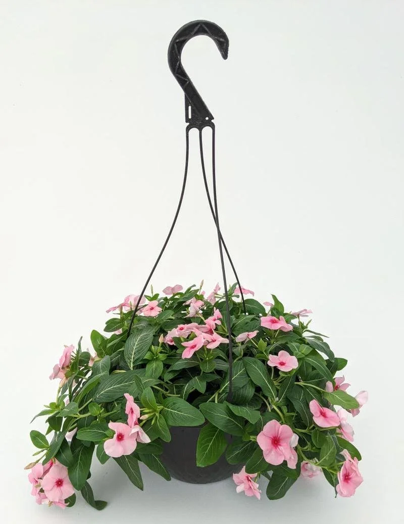 Vinca Cora Cascade Strawberry