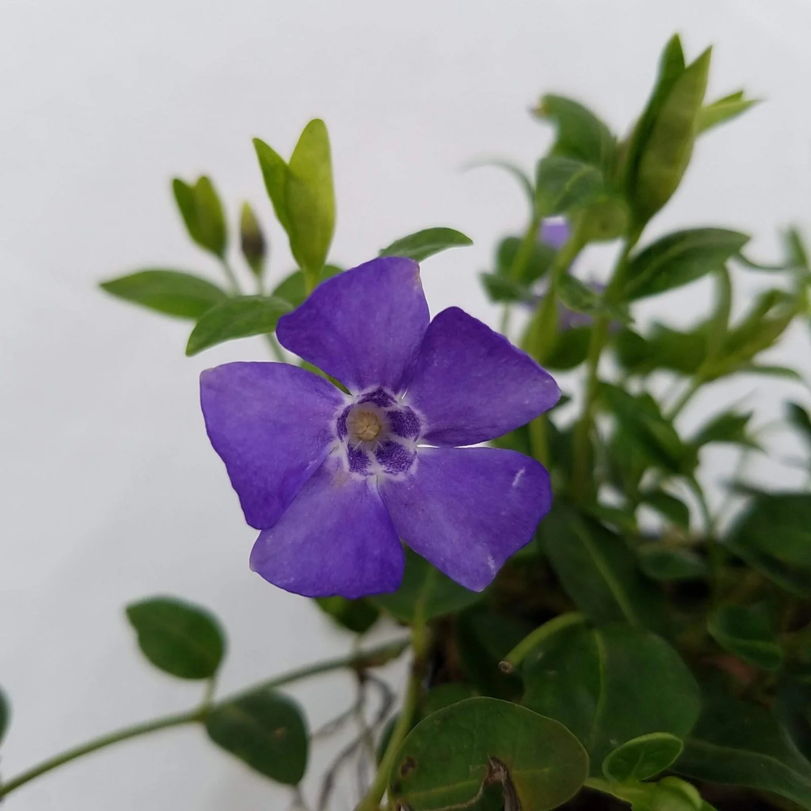Vinca Victory Blue