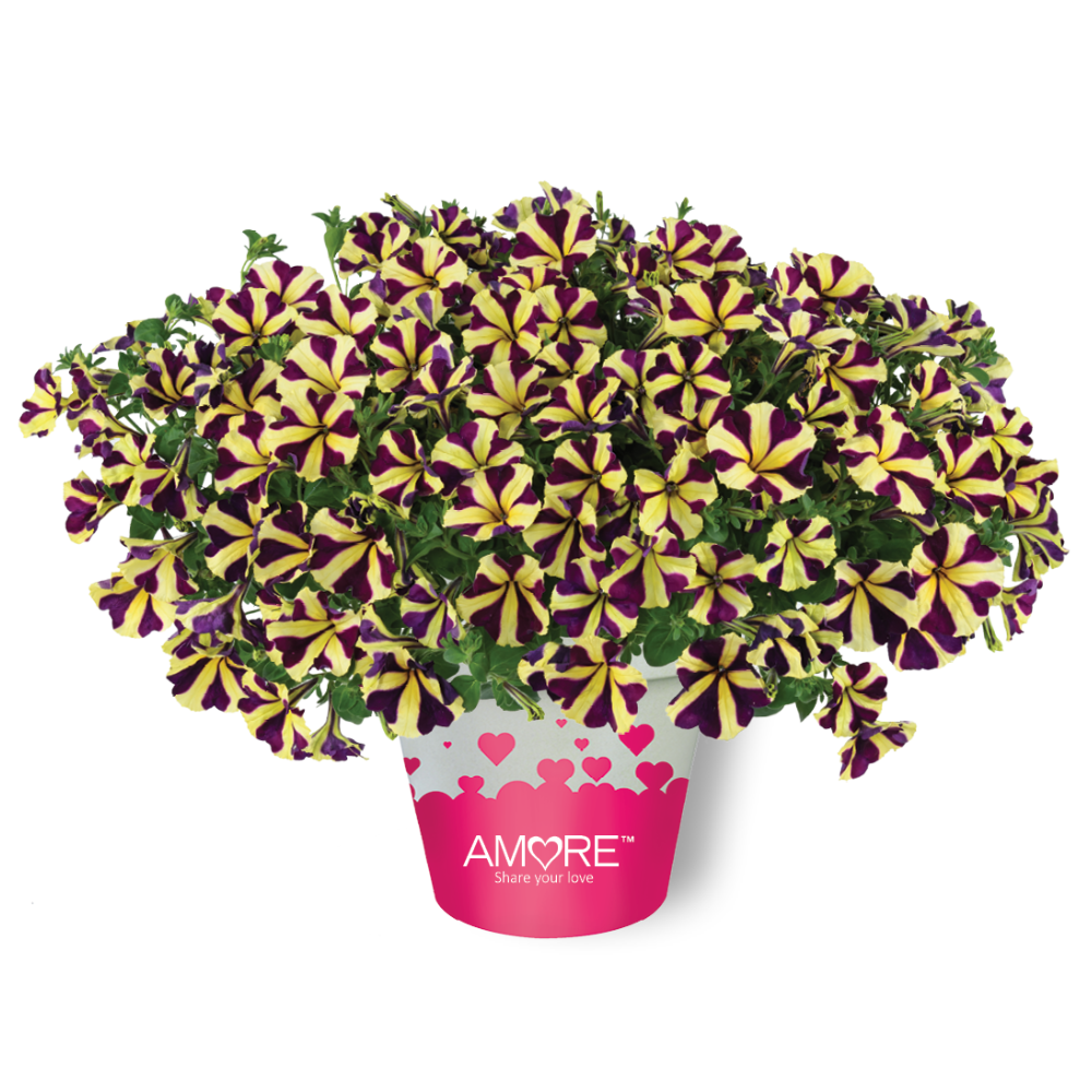 Petunia Amore Heart & Soul