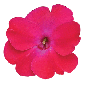 Sunpatients Compact Rose Glow