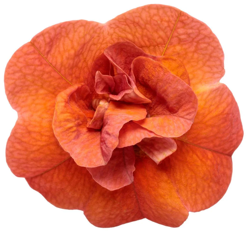 Calibrachoa MF Neo Deep Orange