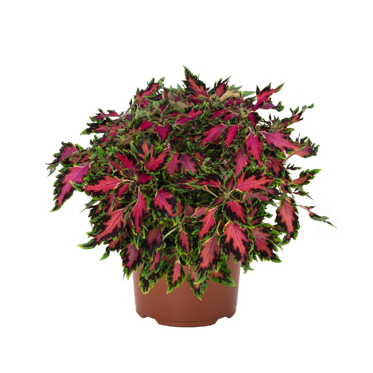 Coleus Down Town Vegas Neon