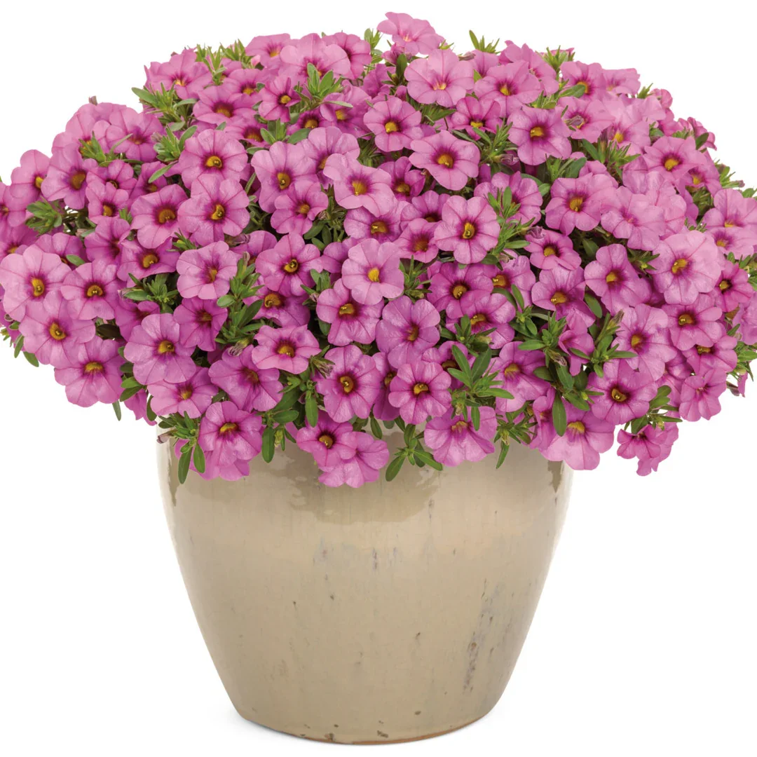 Calibrachoa S-bells Pink