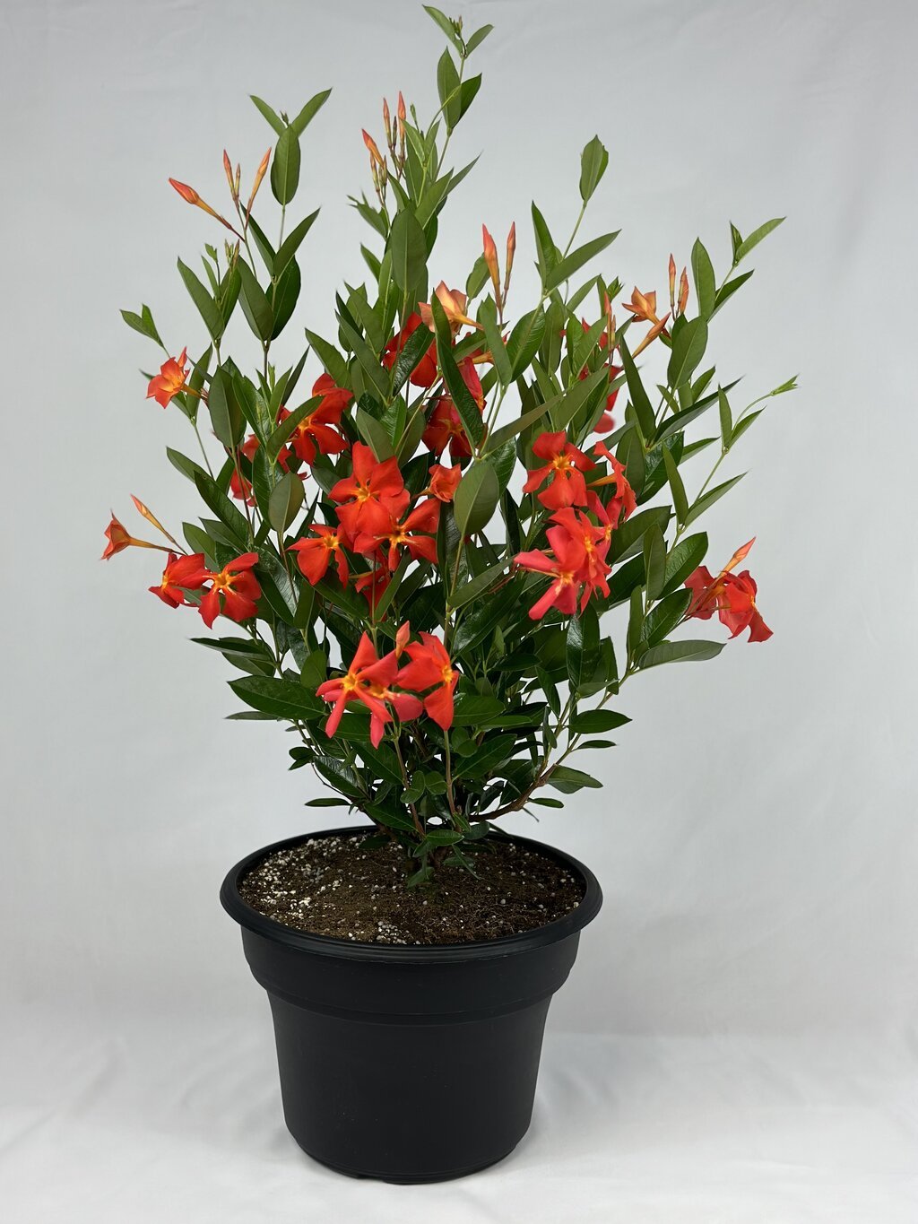 Dipladenis Sun Parasol Fired Up Orange