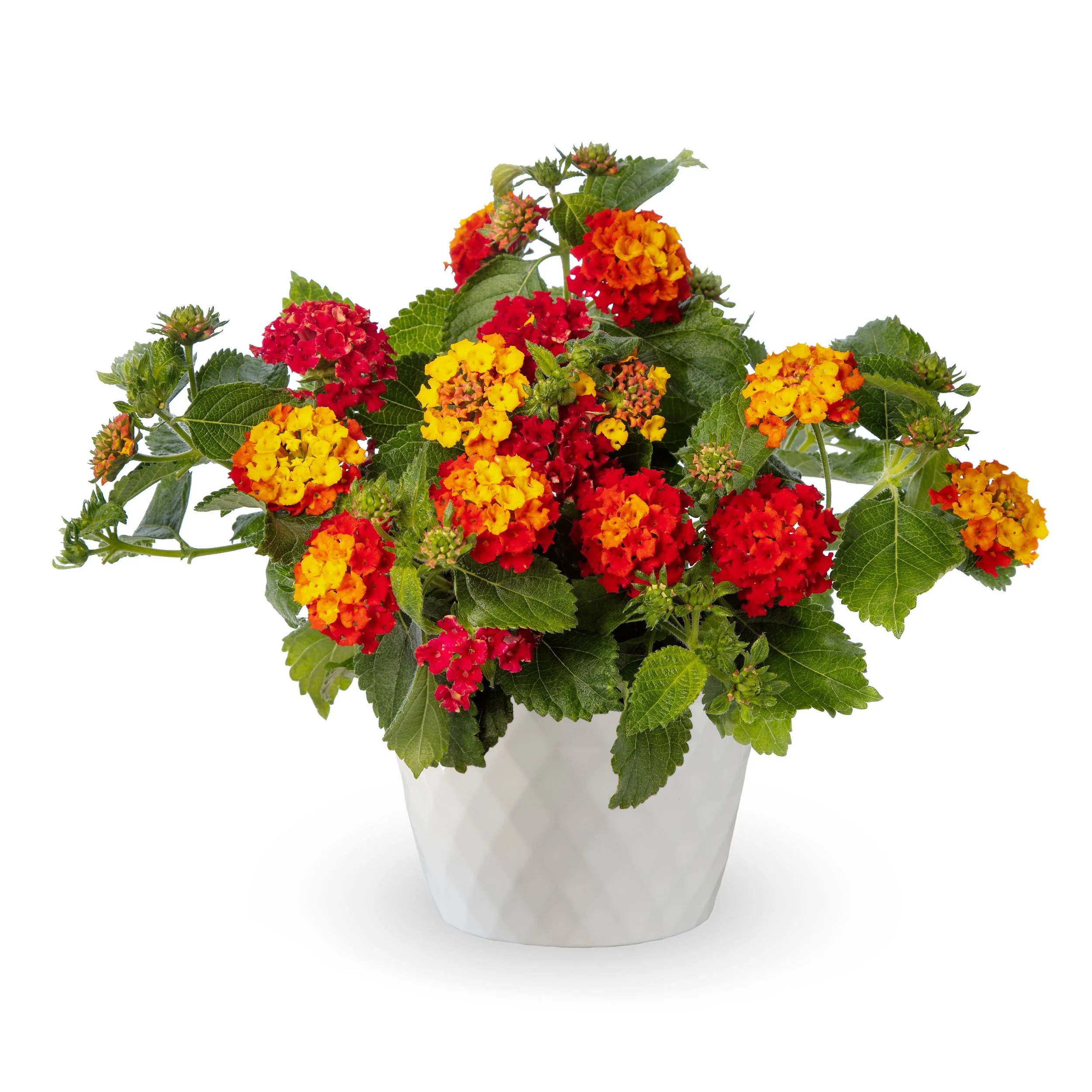 Lantana Bandana Black Cherry