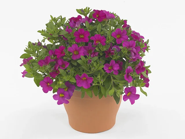 Calibrachoa Callie Rose Flash