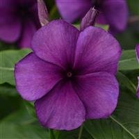 Tatoo Vinca.jpg