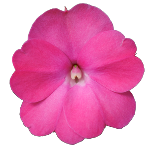 Impatiens_SunPatiens_Compact_Hot-Pink_44A3209-e1662419425931-1.png