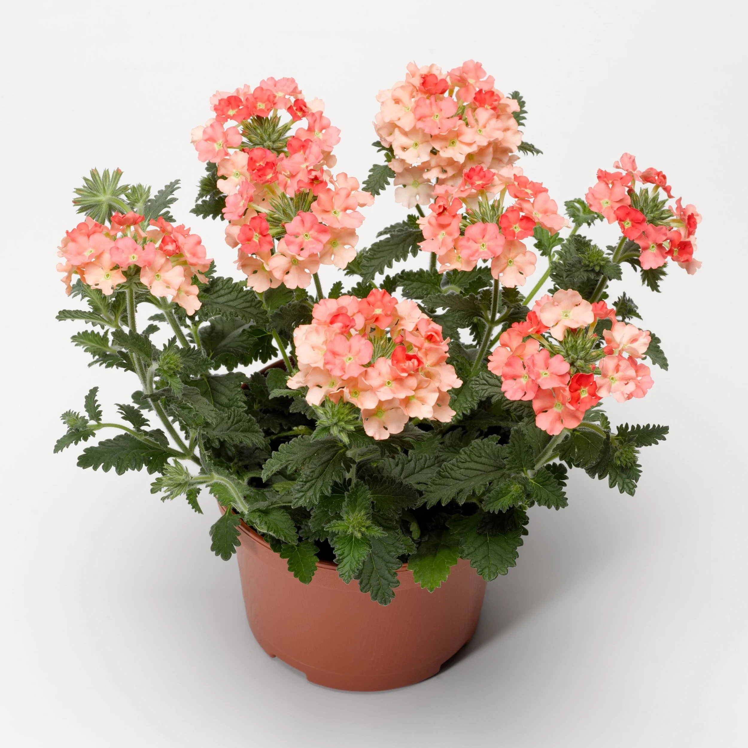 Verbena Lanai Peach