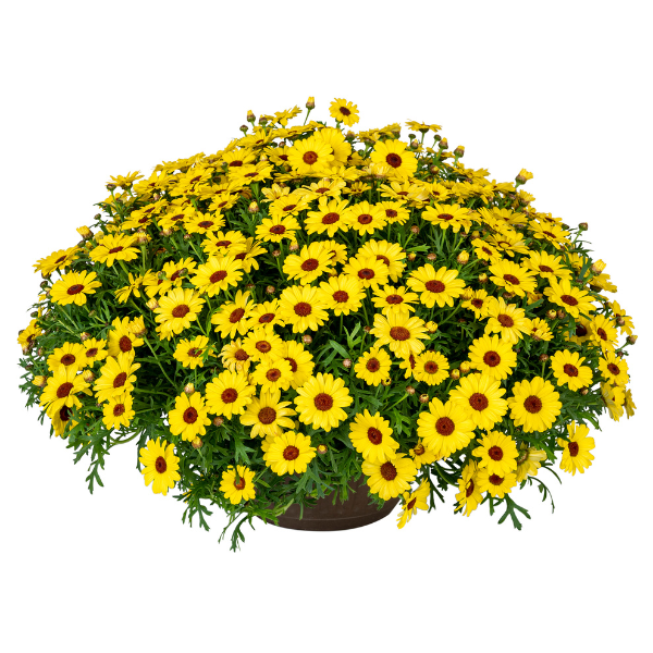 Argyranthemum Beauty Yellow