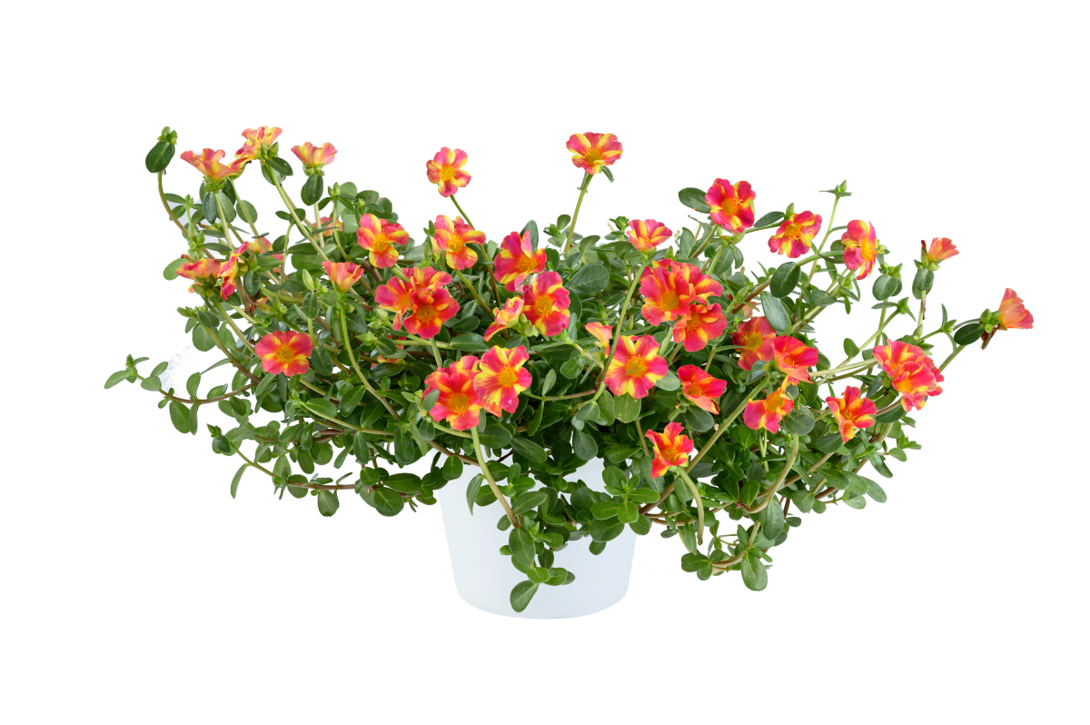 Portulaca Mega Pazzaz Pink Twist