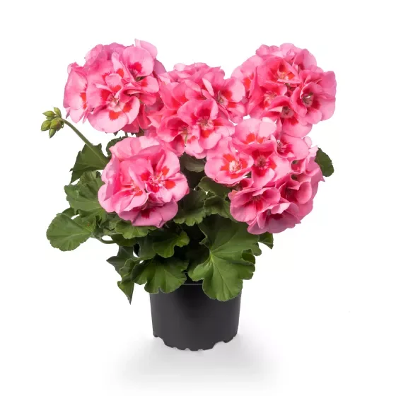 Geranium Insp Calliope Pink Flame