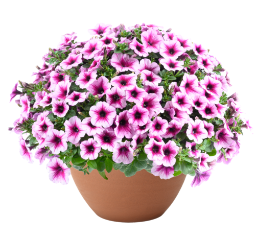 Petunia Capella Berry Lace