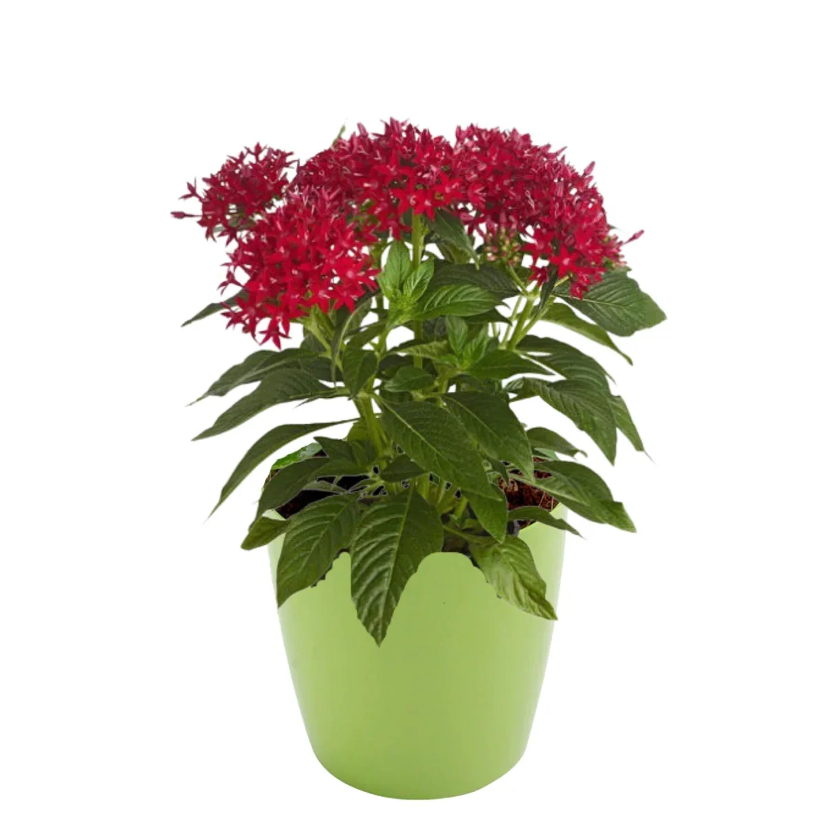 Pentas Red