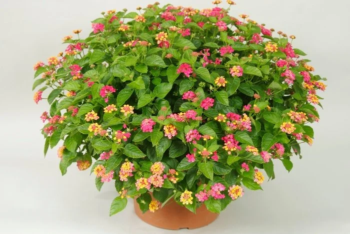 Lantana Bandana Cherry Sunrise