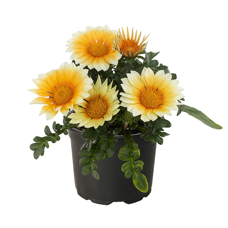 Gazania Zany Sunny Side Up