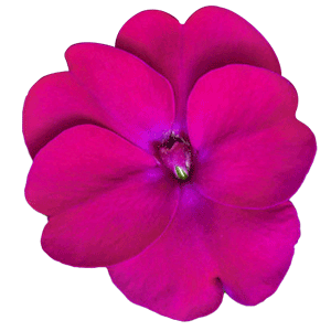 Sunpatiens Vigorous Rose Pink