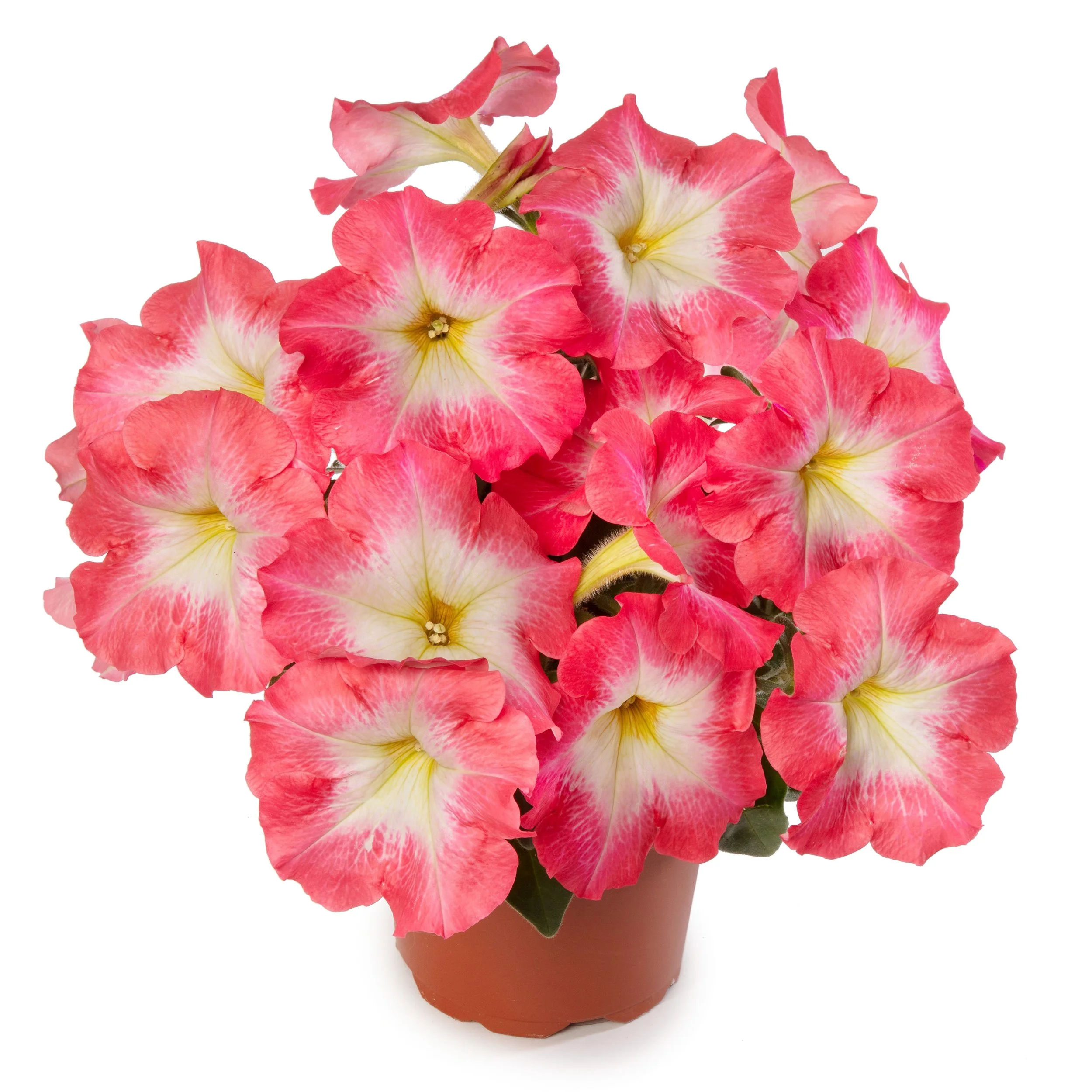 Petunia Sanguna Patio Melon Morn