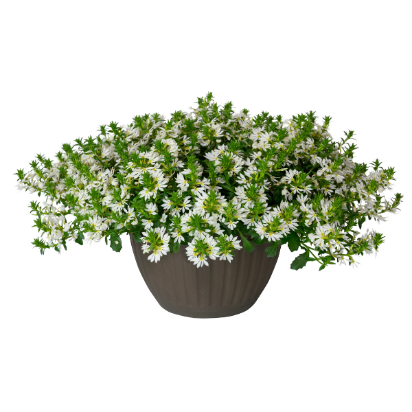 Scaevola Surdiva White Imp