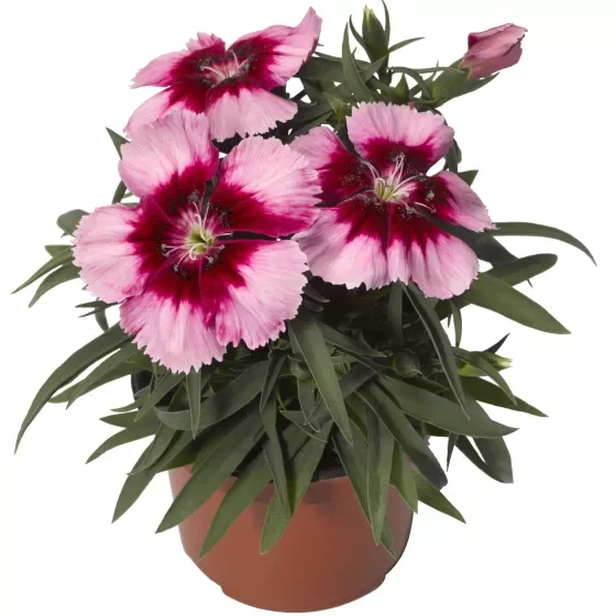 Dianthus Telstar Crimson Mix