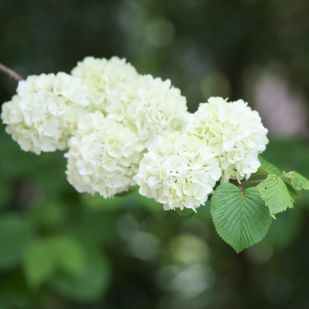 Japanese Snowball