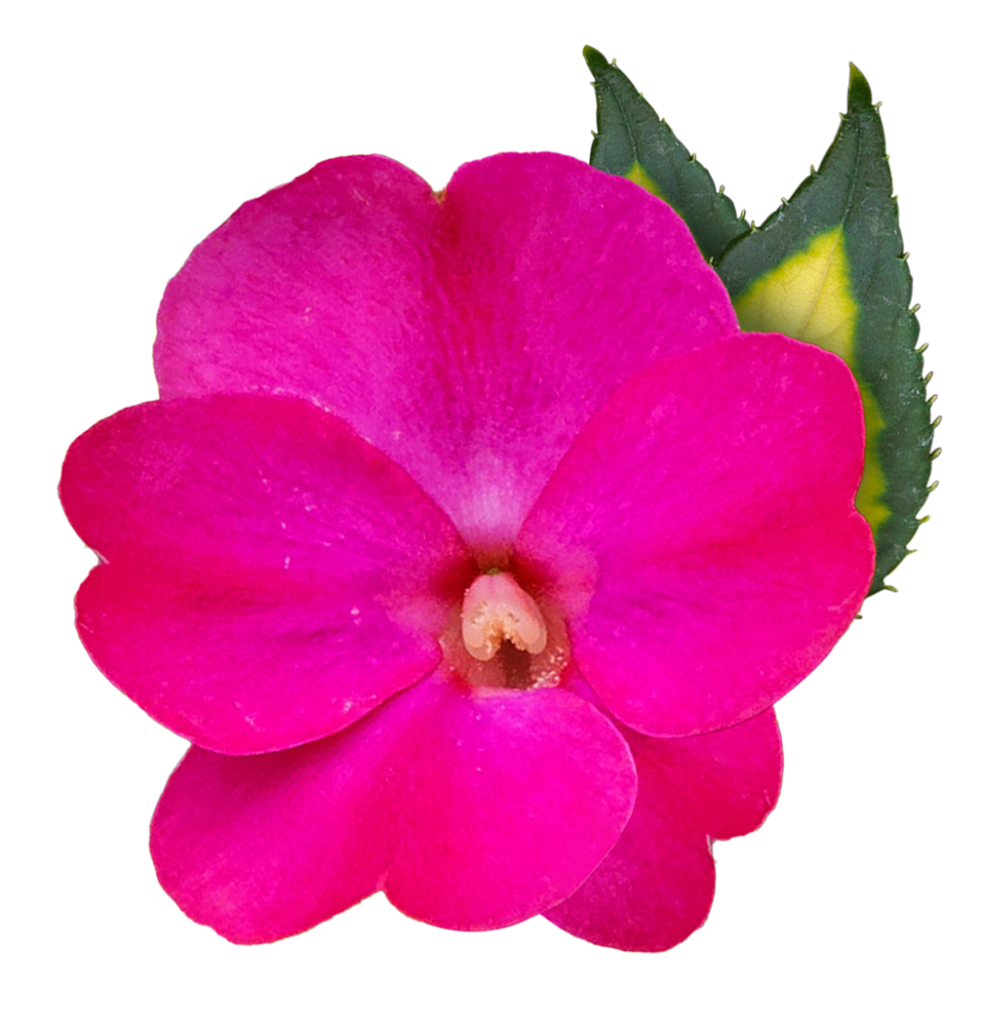 Sunpatiens Compact Tropical Rose