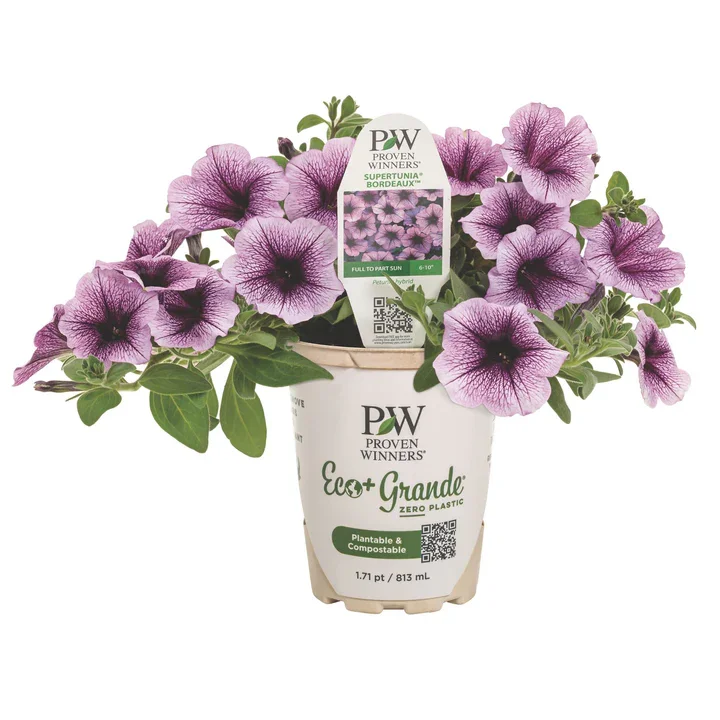 Petunia S-tunia Bordeaux