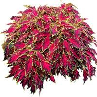 Coleus Terrascape Lava