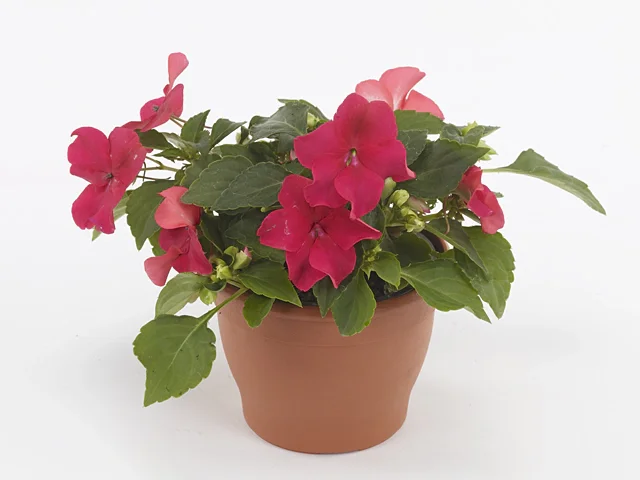 Impatiens Beacon Lipstick