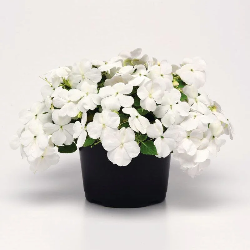 Impatiens Beacon White