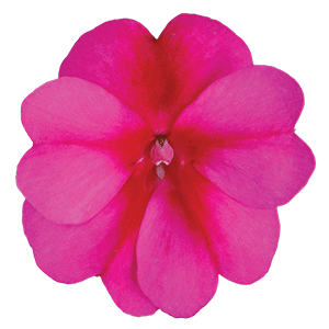 Sunpatiens Compact Purple Candy