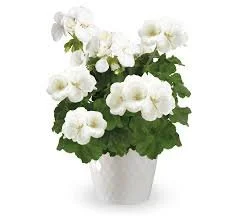 Geranium Calliope Med White.jpg