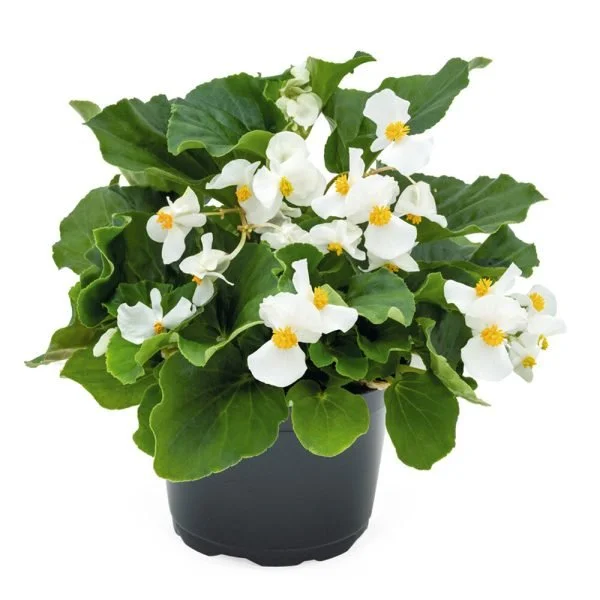 Begonia BIG White w/ GL Imp