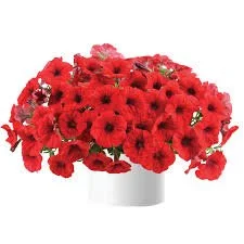 Petunia Cascadias Chili Red