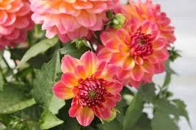 Dahlia Hypnotica Rose Bicolor