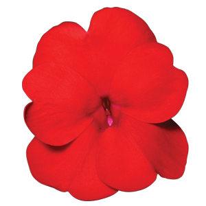 Sunpatient Compact Deep Red